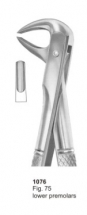  Fig. 75 lower premolars 